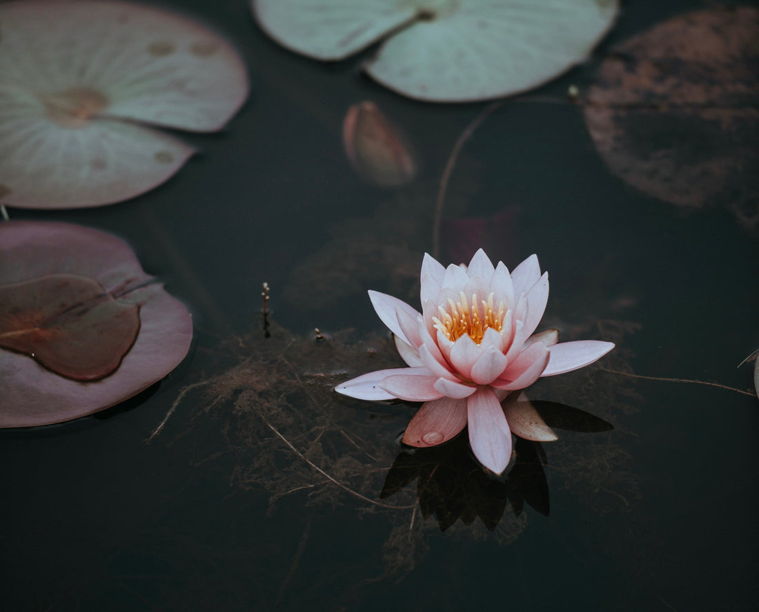 What You Take In Matters: A Ritual for Mental Clarity and Awareness